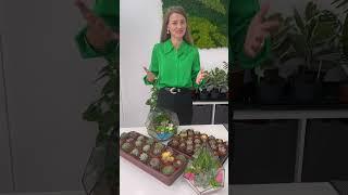 Как пересадить кактус и не уколоть руки? #кактусы #кактус #пересадкарастений #уходзарастениями
