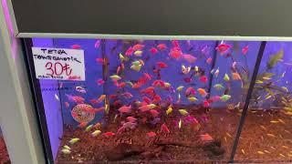 Istanbul Eminonu Petshop Trip l Aquarium Fish Current Price and Variety 2023