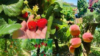 Fruit picking at Naturipe Fruits, Bacchus Marsh | Nectarine | Cherries | Strawberry Farm 