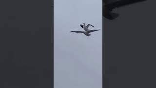 Seagulls are funny#cat #funny #cats #for #foryou #fyp #foryoupage #funnyvideo #cute #pet #animal