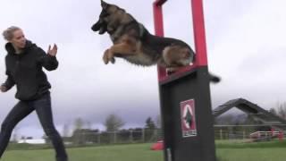 Obedience IPO Trained Versatility German Shepherd