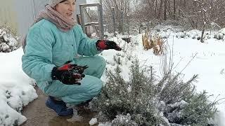 Кущ ЛАВАНДИ розвалився.Спасаю ТУЇ  і ГОРТЕНЗІЮ.