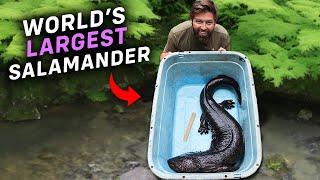 I Found The World's Largest Salamander