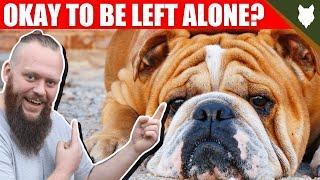 Can My ENGLISH BULLDOG Be Left Alone