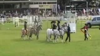 Jaamon Lillyput Royal 2009 Show Hunter.wmv