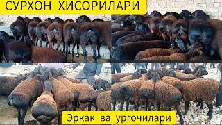 САРИОСИЁ ПАЙШАНБА ҚЎЙ КЎЗИ БОЗОРИ