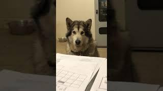 malamute￼ Stare￼ down #shorts #cute