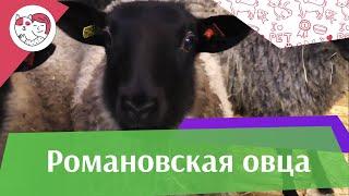 Романовская овца. Особенности породы, уход на ilike.pet