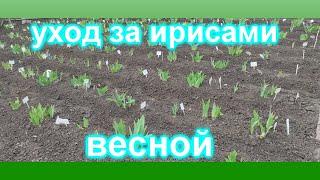 УХОД ЗА ИРИСАМИ ВЕСНОЙ