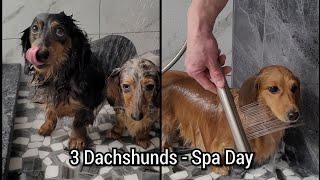 3 Dachshunds- Spa Day