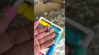 Shiny and sharp tooth found in the sifter at Calvert Cliffs!