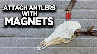 Using Magnets to Attach Antlers to a Deer Skull