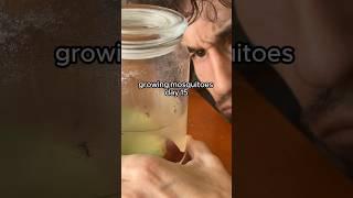 Growing mosquitoes day 15 #mosquito #mosquitoes