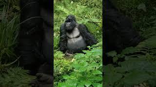 Mountain  Gorillas  of uganda