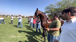 जोधपुर शो में दिलबाग घोड़े की एंट्री ॥ Marwad Horse Show 2023