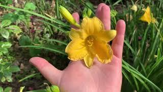 ЛИЛЕЙНИК гибридный ‘Стелла де Оро’ ⭐️Обзор Hemerocallis hybrid Stella de Oro