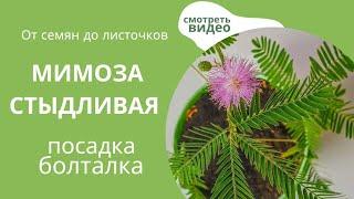 Как Вырастить Мимозу Стыдливую. Очень просто!  мой опыт  #мимозастыдливая #мимоза