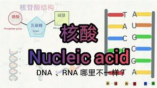 核酸 Nucleic acid | RNA和DNA不一样？ DNA转录&RNA转译 | 核苷酸的结构 （高中生物）