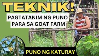 TEKNIK para sa pagtatanim ng Punong kaylangan para sa GOAT FARM