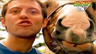  Zoboomafoo with the Kratt Brothers! HD | Full Episodes Compilation 11 