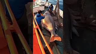 Giant Sea Monsters Caught by Fishermen! #GiantSeaCreatures #FishingDiscoveries #OceanMysteries