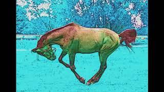 Horse Hypnosis Alpha Male Guided Meditation Self Hypno Binaural Subliminal