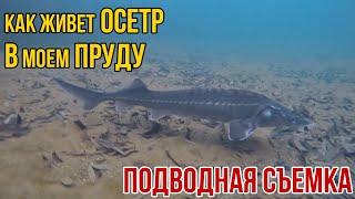 ОСЕТР - Подводная съемка | Дачный Пруд для осетра | почему осетр лучшая рыба для дачного пруда