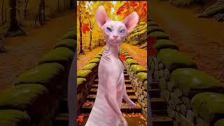 pink cat found dancing #pinkcat #sbvfx #funny #sphynx #catdance #ytshorts #catsong