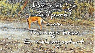 Der richtige Zeitpunkt zum Trainigs. bzw. Erziehungsstart bei eurem Hund, mit Malinois Zeus