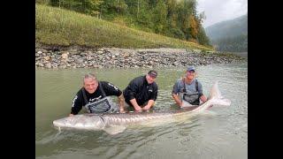 Vissen Canada 302cm steur, visreis Cordes Travel steur en zalmvissen. Sturgeon Fishing Canada 302cm