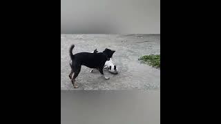 dog attacks cat   ( warning graphic content ) !!!