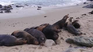 4K Sea Lions at La Jolla  Beach California Meditation, Relax, Deep Sleep, Stress Relief, White Sound