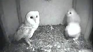 Owlets are not as aggressive as osplets - The Barn Owl Trust