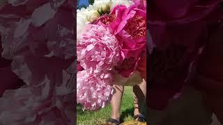 Peonies are blooming. #garden #flowers #gardenflowers #bouquet