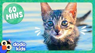 60 Minutes Of The Cutest Kitten Stories | Dodo Kids | Animal Videos