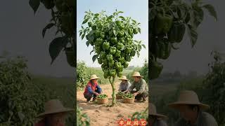 This pepper has so many fruits #agricultural production knowledge #crop cultivation #fruit and veget
