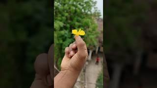 flower#viral #shorts #video