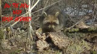 Coon Craze Part One Stark Outdoors Coon Hunting Series