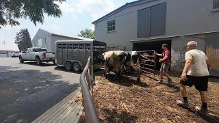 Moving Heifers Home