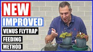 NEW, Improved Venus Flytrap Feeding Method