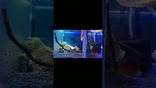 Fish Shopping in India / Delhi Fish Aquarium Market / Call 9717834073 #shorts #viral #trending 349