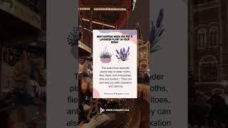 What happens when you put a lavender plant in your room!#fanwer#healthcare