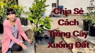 Chia Sẻ Cách Trồng Cây Xuống Đất Tốt Nhất Và Thu Hoạch Khoai Mỡ Tím, Cải Ngọt Sau Vườn.