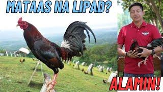 PAANO PALIPARIN NG MAS MATAAS ANG MANOK