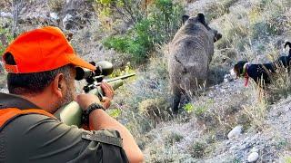 Amazing GIANT BOAR Hunts, FEARLESS Dogs, EXCITING Chases! #hunting #hog