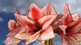 Amaryllis lily flowers opening time lapse. Red and white flowers. 4K