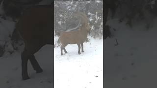 Noyob echkilarni ko‘rganmisiz?