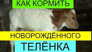 НОВОРОЖДЁННЫЙ ТЕЛЁНОК. КАК КОРМИТЬ. ПРИУЧИТЬ К ВЕДРУ.