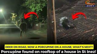 Deer on road, now a porcupine on a house, what’s next? Porcupine found on rooftop of a house