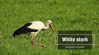 The white stork (Ciconia ciconia)